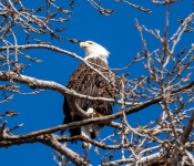 2019 03 31 Redwing 007